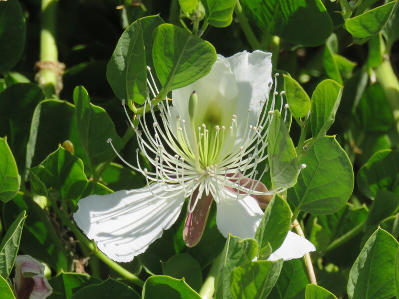 Caper Bush or Flinders Rose / Capparis spinosa 