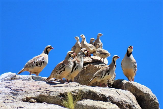 Chukar Partridge