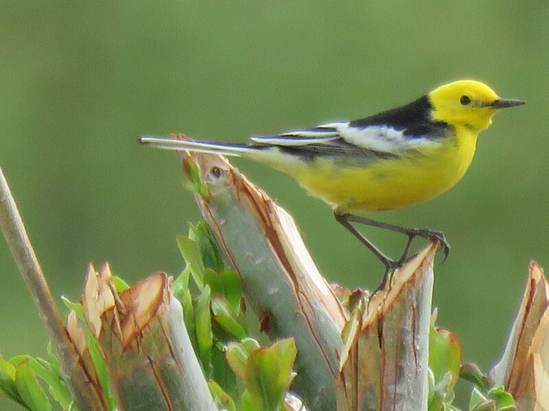 Citrine Wagtail