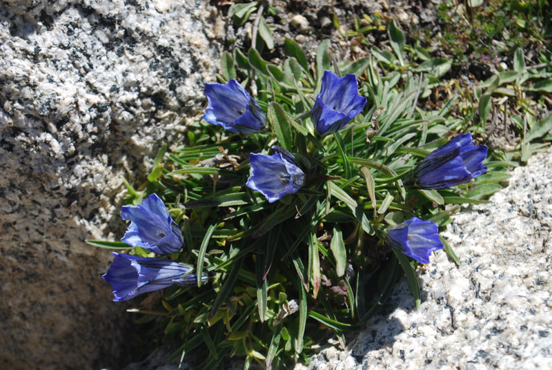 Leaf-sepal Gentian / Gentiana phyllocalyx