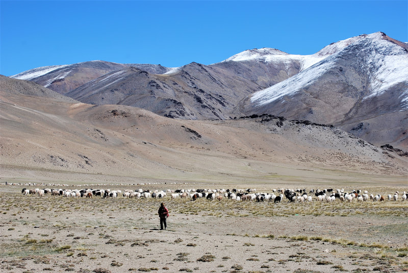 Towards Changtang: A shepherd with his flock of sheep.