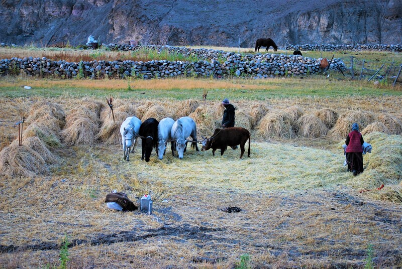 Thrashing of wheat or barley in traditional style.