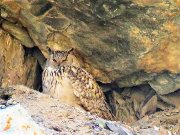 Eagle Owl