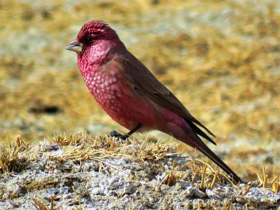 Great Rosefinch