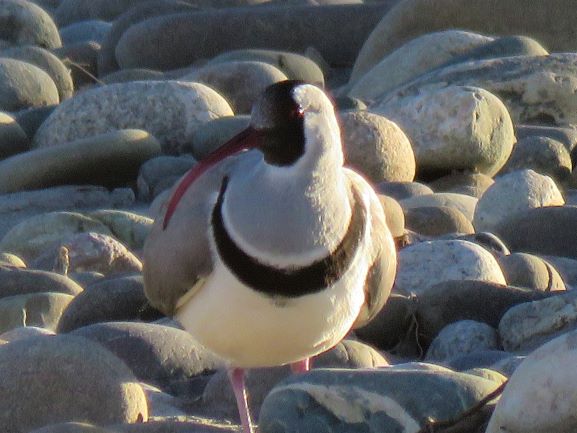 Ibisbill