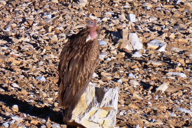 Himalayan Griffon