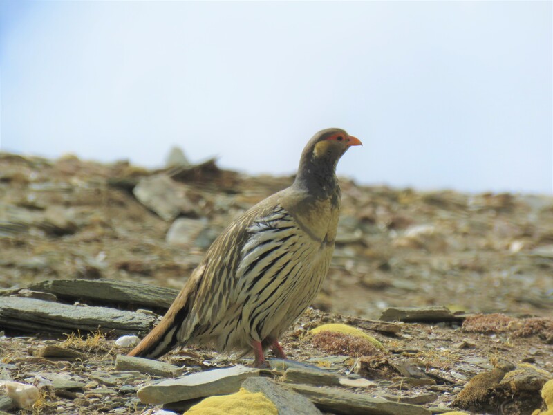 Himalayan Snowcock