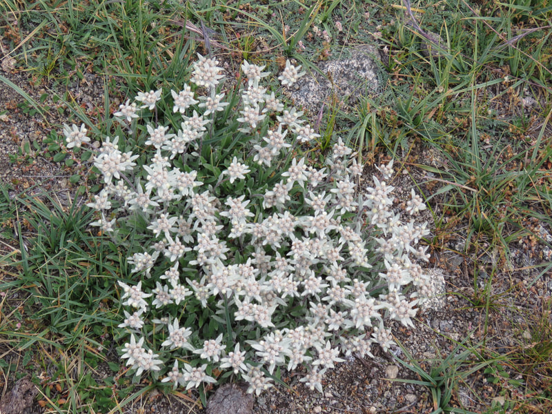 Himalayan Edelweiss / Leontopodium himalayanum
