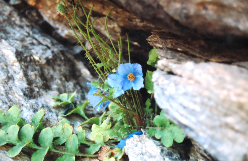 Blue Poppy / Meconopsis aculeata
