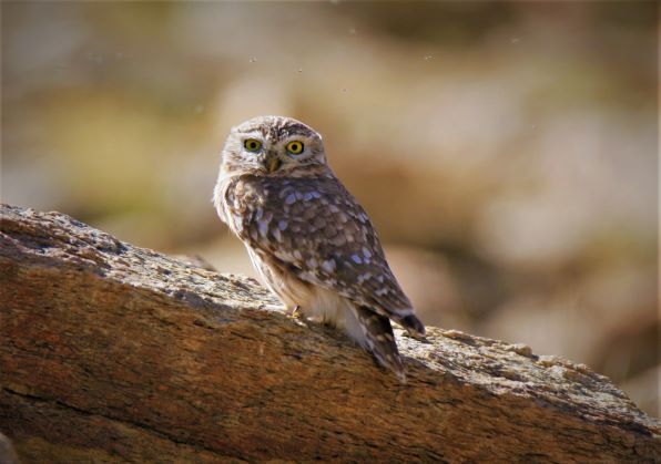 Little Owl