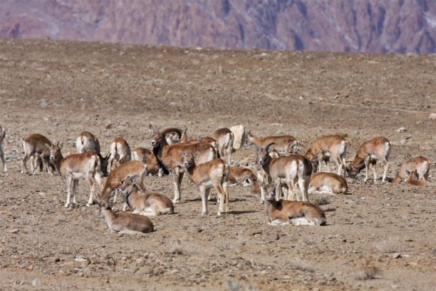 Ladakh Urial  / Ovis Vignei