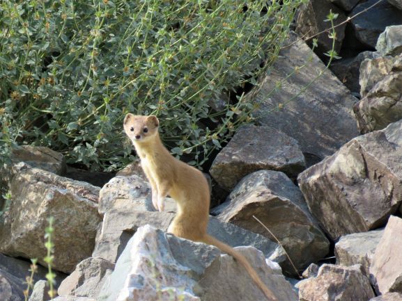 Mountain Weasel / Mustela Altaica