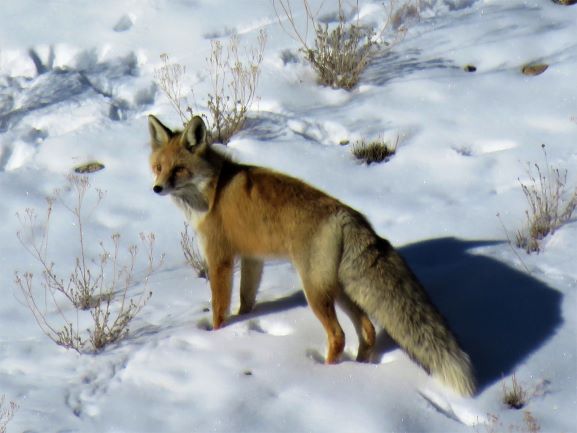 Red Fox / Vulpes Vulpes