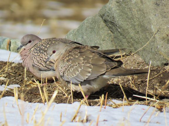 Spotted Dove