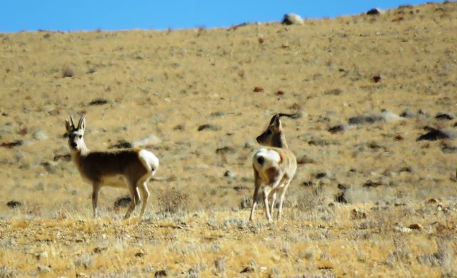 Tibetan Gazelle / Procapra Picticaudata