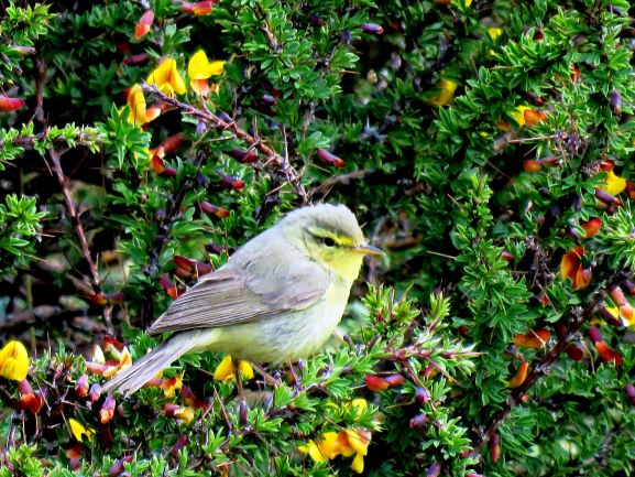 Tickell's Leaf Warbler