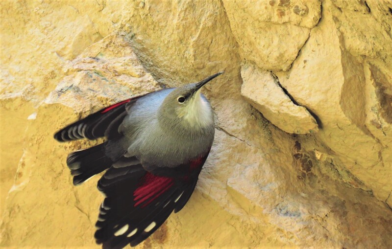 Wallcreeper