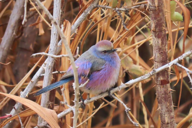 White-browed Tit Warbler