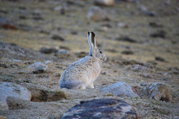 Woolly Hare / Lepus Oiostolus